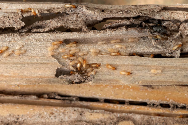 Best Mosquito Control Services  in Chatsworth, IL