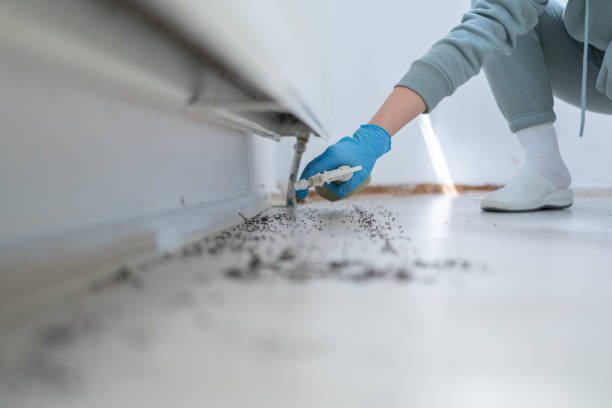 Best Wasp Removal Services  in Chatsworth, IL